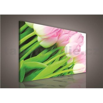 Obraz na plátně růžové tulipány 75 x 100 cm