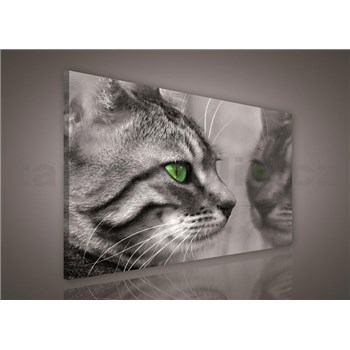 Obraz na plátně kočka 75 x 100 cm