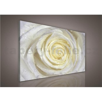 Obraz na plátně bílá růže s kapkami vody 100 x 75 cm