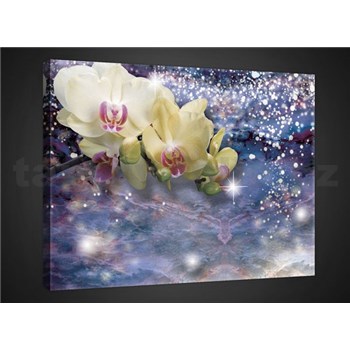 Obraz na plátně orchidej 75 x 100 cm