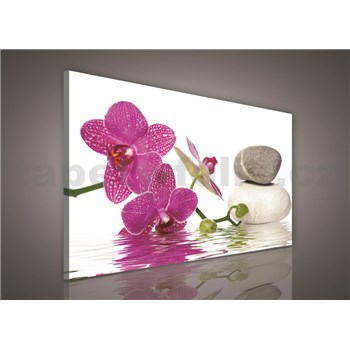 Obraz na plátně orchidej 75 x 100 cm
