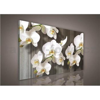 Obraz na plátně bílá orchidej 75 x 100 cm