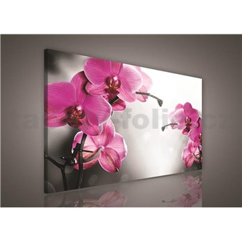 Obraz na plátně orchidej růžová 100 x 75 cm