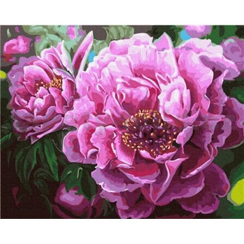 Malování podle čísel pivoňky rozměr 40 x 50 cm