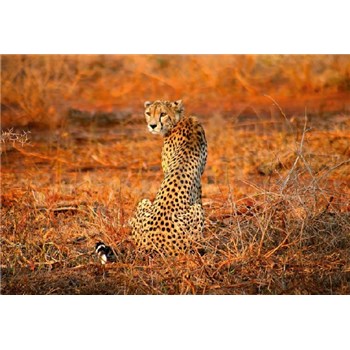 Fototapety leopard rozměr 368 cm x 254 cm - POSLEDNÍ KUSY