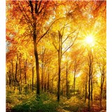 Vliesové fototapety prosluněný les rozměr 225 cm x 250 cm - POSLEDNÍ KUSY