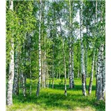 Vliesové fototapety břízy rozměr 225 cm x 250 cm - POSLEDNÍ KUSY