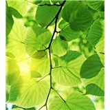 Vliesové fototapety zelené listy rozměr 225 cm x 250 cm