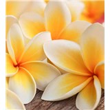 Vliesové fototapety plumeria rozměr 225 cm x 250 cm