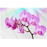 Vliesové fototapety orchidej rozměr 312 cm x 219 cm