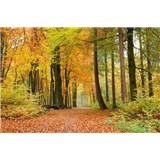 Vliesové fototapety les na podzim rozměr 375 cm x 250 cm
