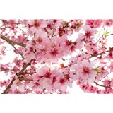 Vliesové fototapety jabloňové květy rozměr 375 cm x 250 cm - POSLEDNÍ KUSY