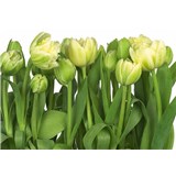 Fototapety tulipány rozměr 368 cm x 254 cm - POSLEDNÍ KUS