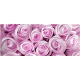 Vliesové fototapety růže růžové rozměr 250 cm x 104 cm