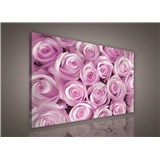 Obraz na plátně růžové růže 100 x 75 cm