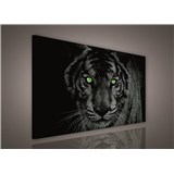 Obraz na plátně tygr zelené oči 100 x 75 cm