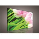 Obraz na plátně růžové tulipány 75 x 100 cm
