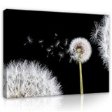 Obraz na plátně pampeliška 75 x 100 cm