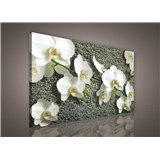 Obraz na plátně bílá orchidej na kameni 75 x 100 cm