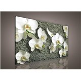 Obraz na plátně bílá orchidej na kameni 100 x 75 cm