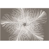 Vliesové fototapety peříčka Federstern rozměr 368 x 248 cm - POSLEDNÍ KUS