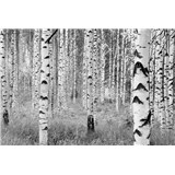 Vliesové fototapety břízy rozměr 368 cm x 248 cm