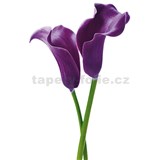 Fototapety Purple Calla Lilies rozměr 115 cm x 175 cm - POSLEDNÍ KUSY