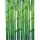 Fototapety Bamboo rozměr 183 cm x 254 cm - POSLEDNÍ KUSY