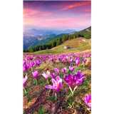 Vliesové fototapety krokusy na jaře rozměr 150 cm x 250 cm - POSLEDNÍ KUSY