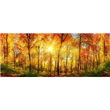 Vliesové fototapety prosluněný les rozměr 375 cm x 150 cm - POSLEDNÍ KUSY