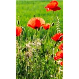 Vliesové fototapety pole s vlčími máky rozměr 150 cm x 250 cm - POSLEDNÍ KUSY