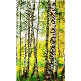 Vliesové fototapety březový les rozměr 150 cm x 250 cm