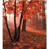 Vliesové fototapety mlhový les rozměr 225 cm x 250 cm - POSLEDNÍ KUSY