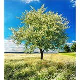 Vliesové fototapety rozkvetlý strom rozměr 225 cm x 250 cm