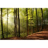 Vliesové fototapety les rozměr 375 cm x 250 cm