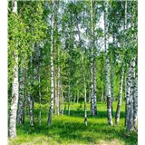Vliesové fototapety břízy rozměr 225 cm x 250 cm - POSLEDNÍ KUSY