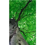 Vliesové fototapety koruny stromů rozměr 150 cm x 250 cm - POSLEDNÍ KUSY