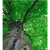 Vliesové fototapety koruny stromů rozměr 225 cm x 250 cm - POSLEDNÍ KUSY