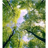 Vliesové fototapety stromy rozměr 225 cm x 250 cm - POSLEDNÍ KUSY