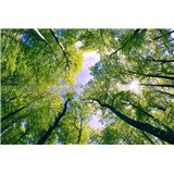 Vliesové fototapety stromy rozměr 375 cm x 250 cm