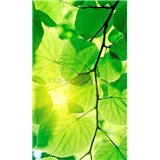 Vliesové fototapety zelené listy rozměr 150 cm x 250 cm
