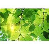 Vliesové fototapety zelené listy rozměr 375 cm x 250 cm