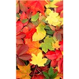 Vliesové fototapety barevný podzim rozměr 150 cm x 250 cm
