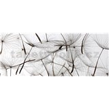 Vliesové fototapety létající pampelišky rozměr 375 cm x 150 cm