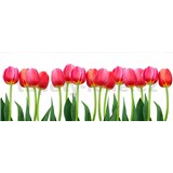 Vliesové fototapety tulipány rozměr 375 cm x 150 cm