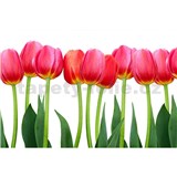 Vliesové fototapety tulipány rozměr 375 cm x 250 cm