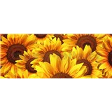 Vliesové fototapety květy slunečnic rozměr 375 cm x 150 cm