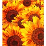 Vliesové fototapety květy slunečnic rozměr 225 cm x 250 cm