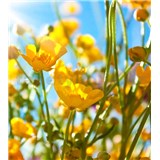 Vliesové fototapety žluté květy rozměr 225 cm x 250 cm