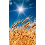 Vliesové fototapety pšeničné pole rozměr 150 cm x 250 cm - POSLEDNÍ KUSY